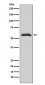 Anti-Muscarinic Acetylcholine Receptor M3 Rabbit Monoclonal Antibody 